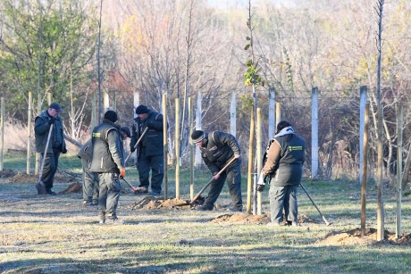 Több mint kétszáz fát ültetnek a napokban a Béla úton és Börgöndön